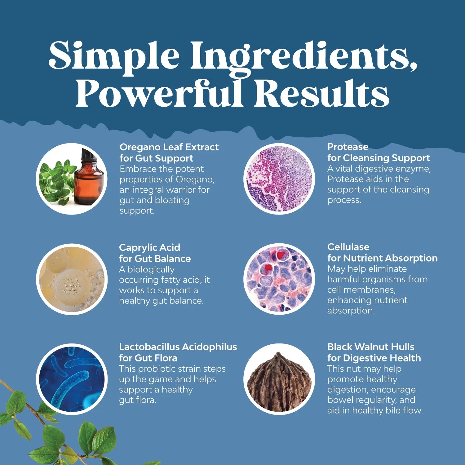 Digestion Supplement Capsules with Probiotics & Oregano Leaf Extract